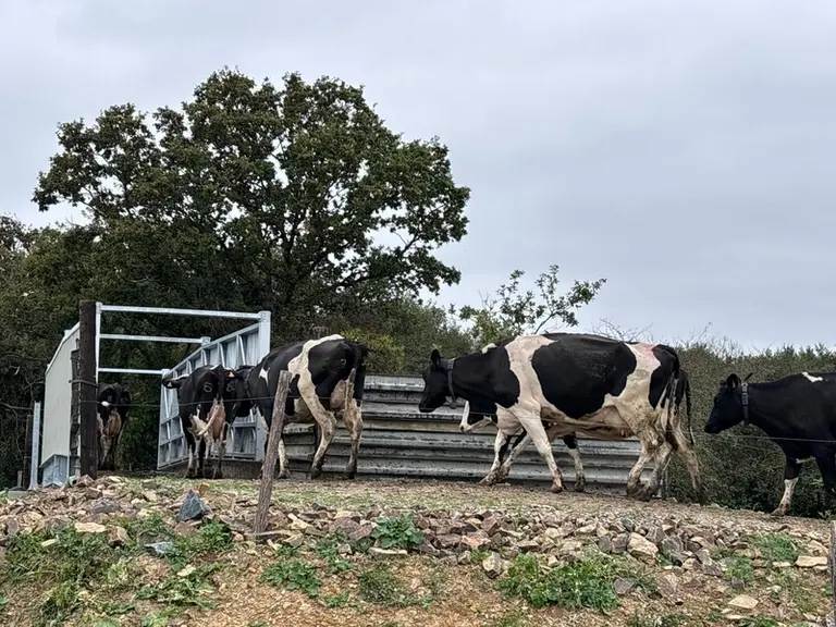 <em class="placeholder">Vaches prim'Holstein montant sur le pont à vaches</em>