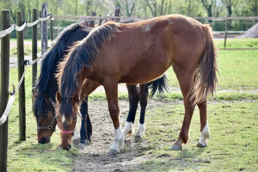 <em class="placeholder">chevaux</em>