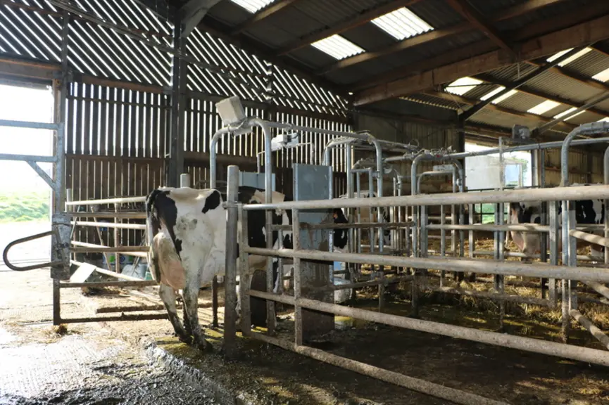 <em class="placeholder">porte de tri dans une stabulation de vaches laitières</em>