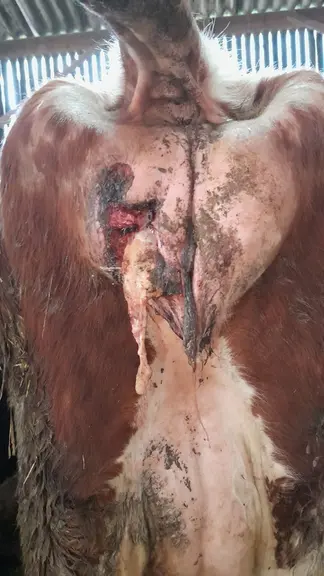 Gangrène sur une vache laitière  après vêlage à J15 post vêlage : les tissus morts s’évacuent