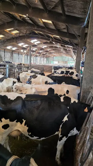 <em class="placeholder">vaches laitières en douchage</em>