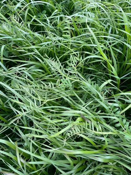 <em class="placeholder">Dérobée ray-grass trèfles vesce</em>