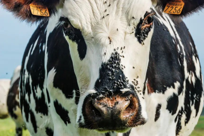 vache avec des mouches sur elle