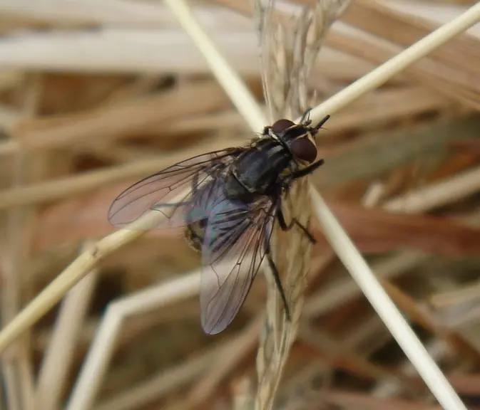 Stomoxys calcitrans ou mouche des étables