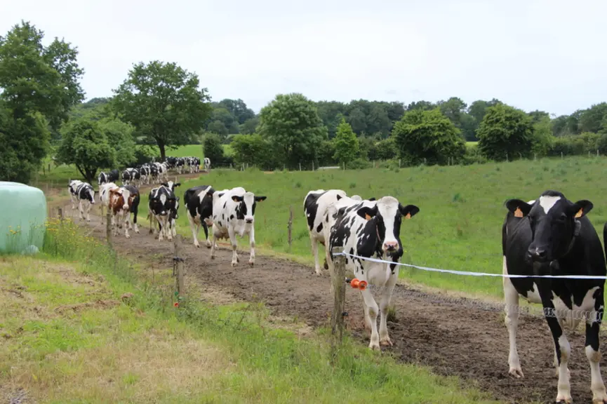 <em class="placeholder">Le groupe de vaches pâturant le matin sortent environ trois heures et demie, celui de l’après-midi quatre à cinq heures, mais la ration ingérée est à peu près la ...</em>