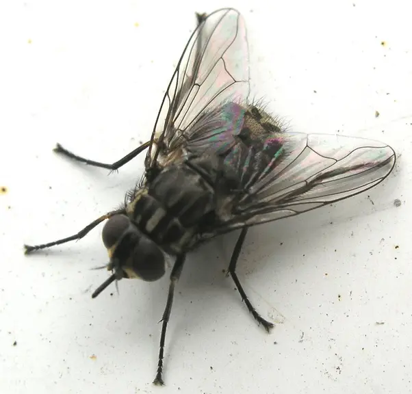 mouche des étables ou Stomoxis calcitrans