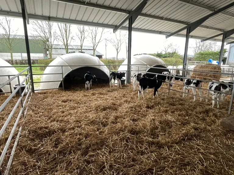 <em class="placeholder">igloo en nurserie pour veaux</em>