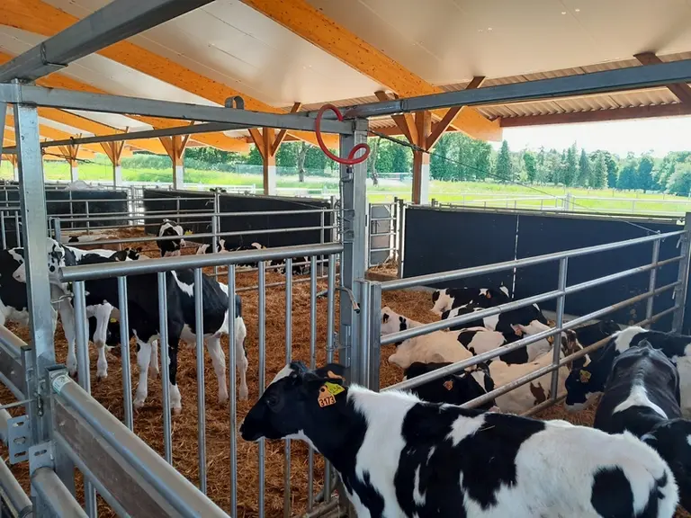 nurserie pour les veaux ouverte avec toit isolé