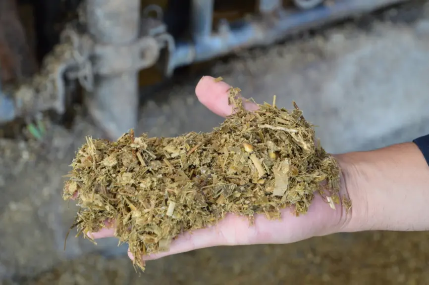 poignée d'ensilage de maïs