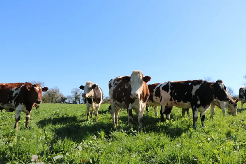vaches laitières croisées au pâturage en bio