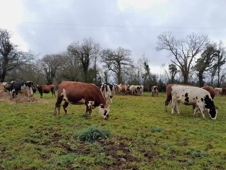 vaches taries en bale-grazing