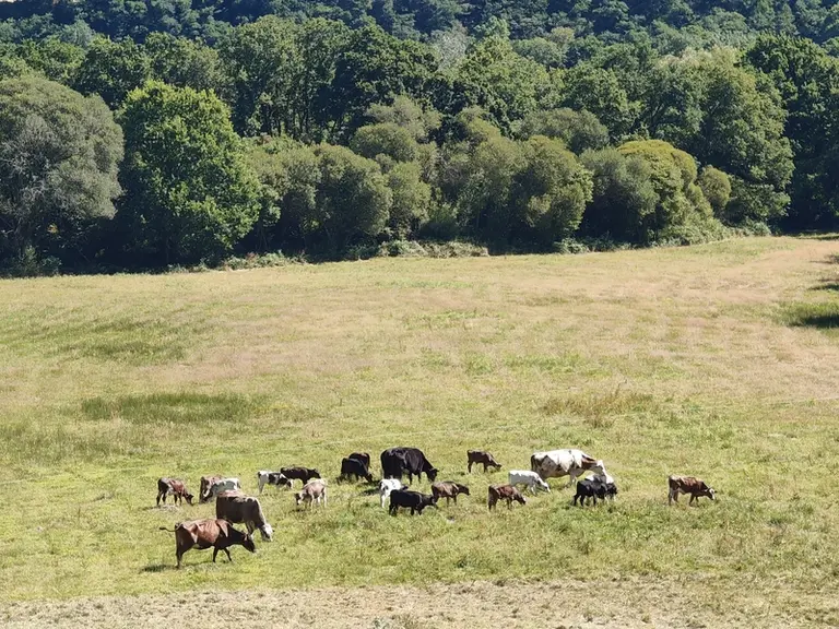 veaux et vaches nourrices