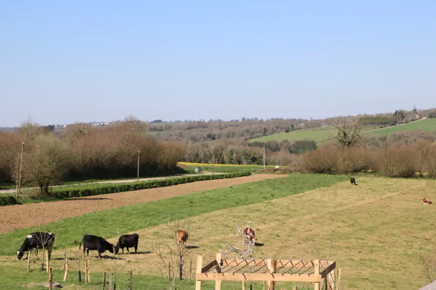 prairie pour les vaches prêtes à vêler