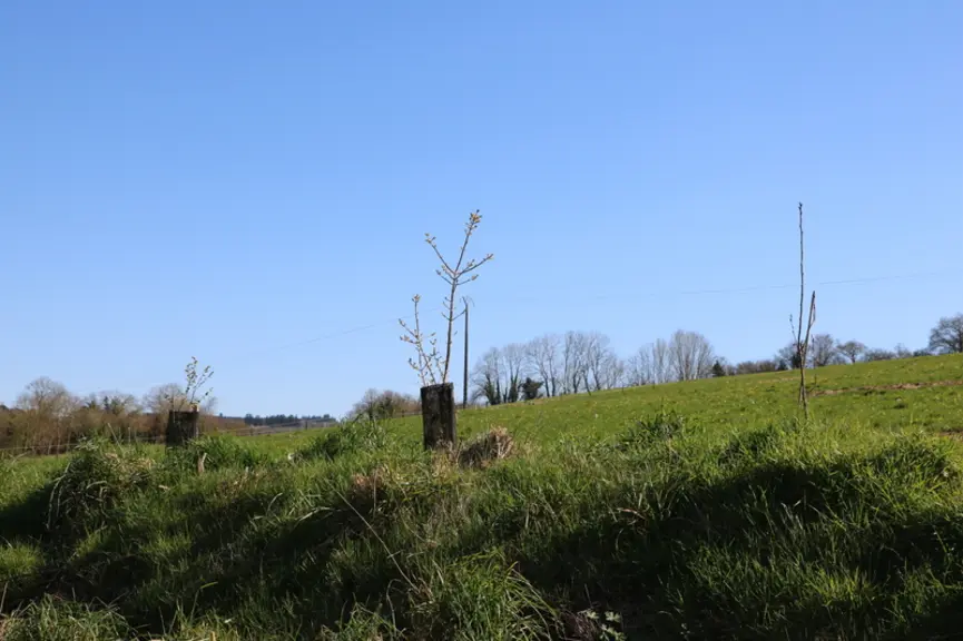 arbres plantés pour faire une haie