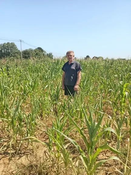 David Cartron dans une parcelle de maïs impactée par la sécheresse