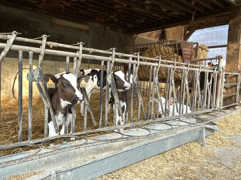 <em class="placeholder">Le Gaec pratique du croisement en blanc bleu belge sur 20 % du troupeau pour mieux valoriser le produit viande.</em>