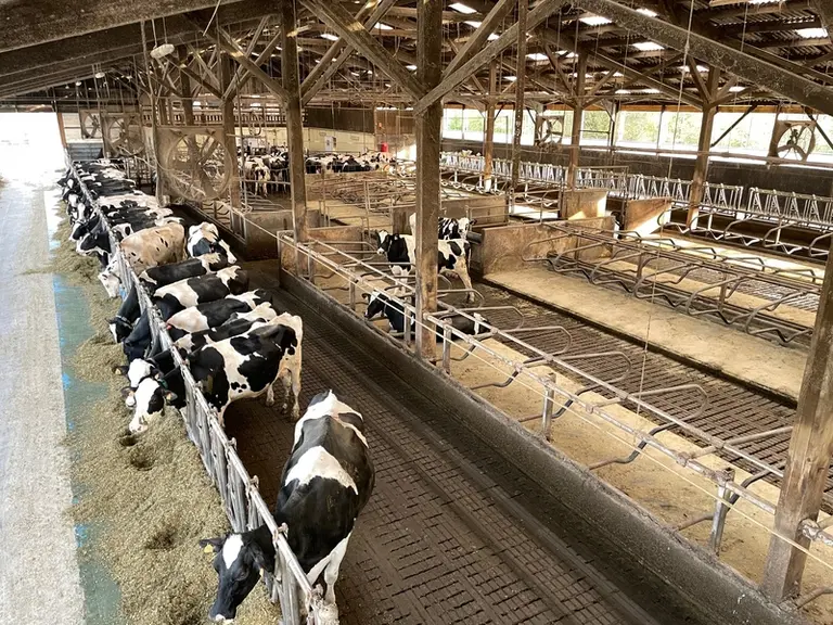 <em class="placeholder">stabulation de vaches laitières
</em>