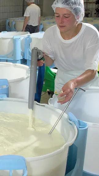 Les fabricants de fromage traquent les STEC depuis la ferme jusqu’à la cave d’affinage, (ci-dessus fabrication de camemberts au lait cru à la laiterie