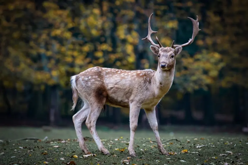 Avec presque 40 kg de prises par chasseur, le grand gibier dépasse les capacités d'autoconsommation en France. © DR