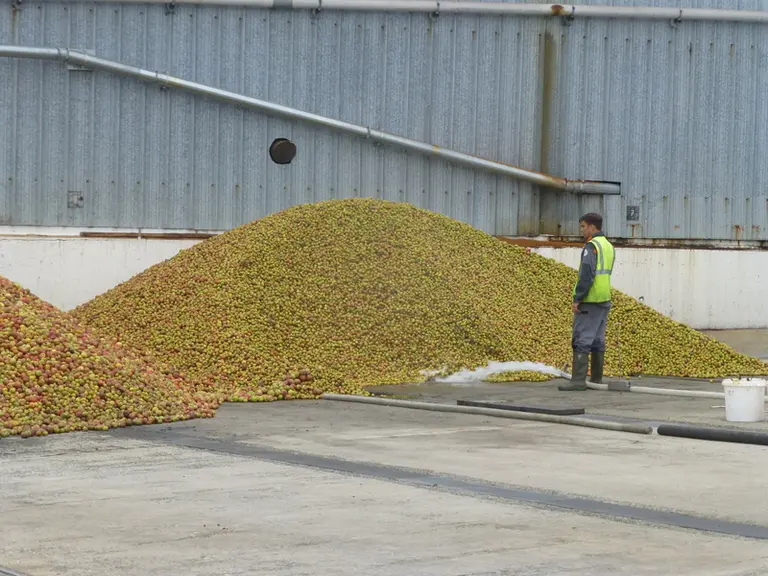 Trente-huit pomiculteurs situés en zone IGP Bretagne vont apporter entre 5 000 et 6 000 tonnes de fruits. © Th. G.