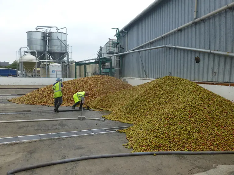 Trente-huit pomiculteurs situés en zone IGP Bretagne vont apporter entre 5 000 et 6 000 tonnes de fruits. © Th. G.