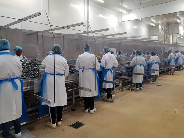 Chancerelle a eu accès « à partir de mai » à la sardine de bolinche capturée dans le golfe de Gascogne et débarquée dans des ports du sud-Bretagne. ©