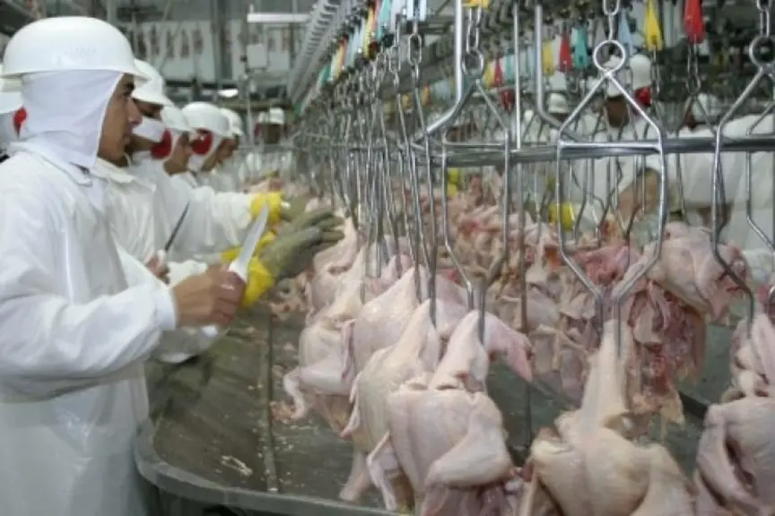 Les importations européennes de volailles devraient croître de 22 à 29%, la balance commerciale pour le secteur se situant d’ici à 2030 entre -308 mil