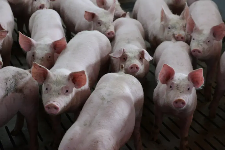 Des tests sont en cours sur une partie des bandes avec des modifications dans la conduite d’élevage –alimentation, ventilation, niveau sanitaire. © Fr