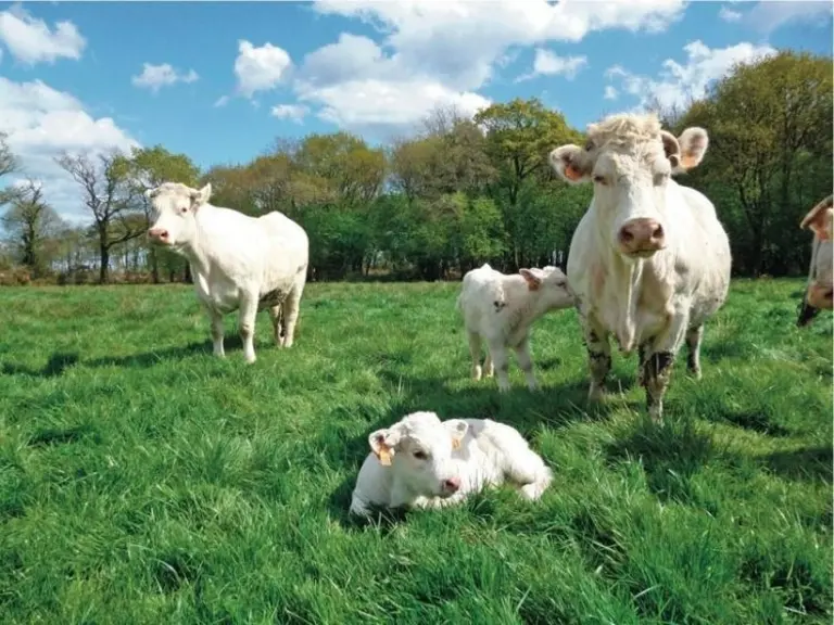 Les filières animales militent pour l'introduction d'objectifs spécifiques d'approvisionnement en viandes locales et/ou durables dans les cantines. ©