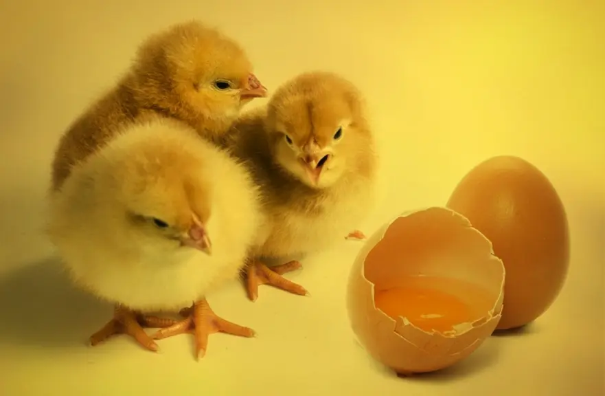 L'augmentation du prix du poussin d'un euro devrait entraîner une augmentation du prix de l'œuf de 5 à 10 % pour le consommateur. L'ovosexage de l'œuf