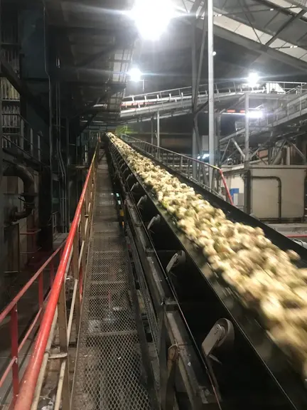 La campagne de betterave bio 2021 s'annonce avec des rendements de 55 à 60 tonnes par hectare, pour une production attendue entre 6 000 et 7 000 tonne