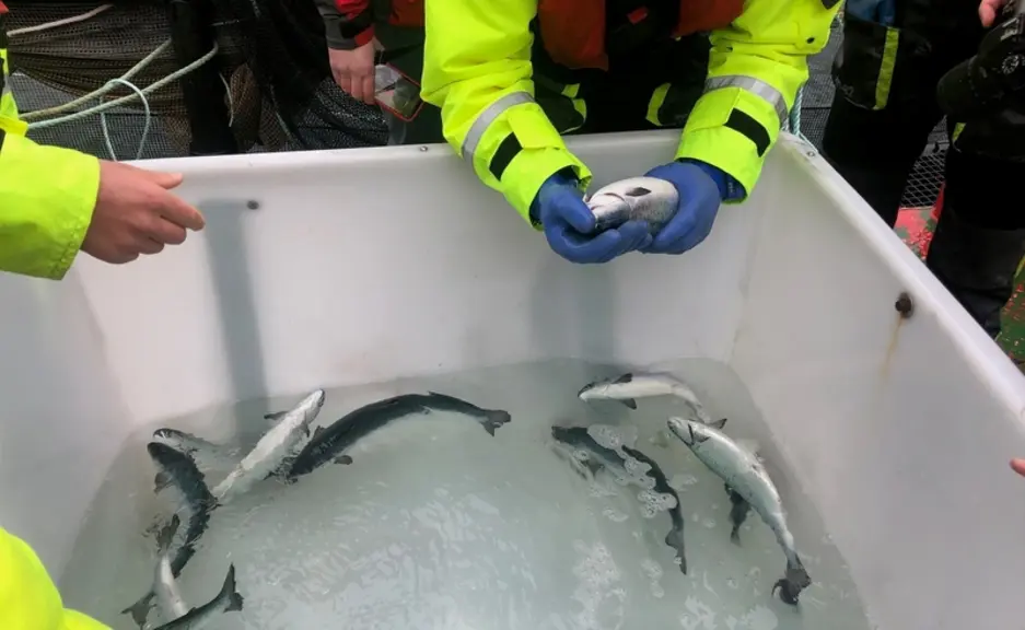 Vérification de l'état de santé des saumons élevés en cage aquacole