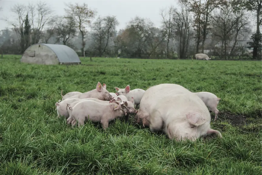 la filière porcine bio