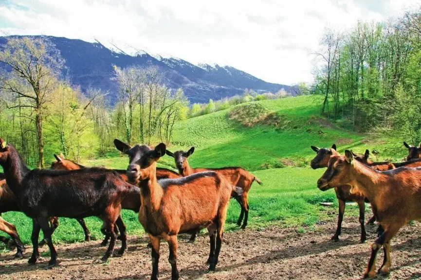 Elevage caprin en Région Rhône-Alpes . Pâturage des chèvres sur parcours.
