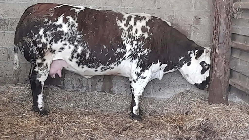 Vache normande porteuse du gène culard.