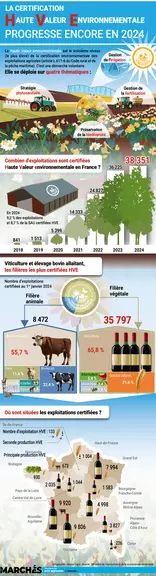 Infographie Les Marchés