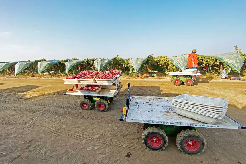 En assurant le transport et le suivi des opérateurs, le robot Burro permet d'augmenter la productivité des ramasseurs de raisin jusqu'à 43 %.