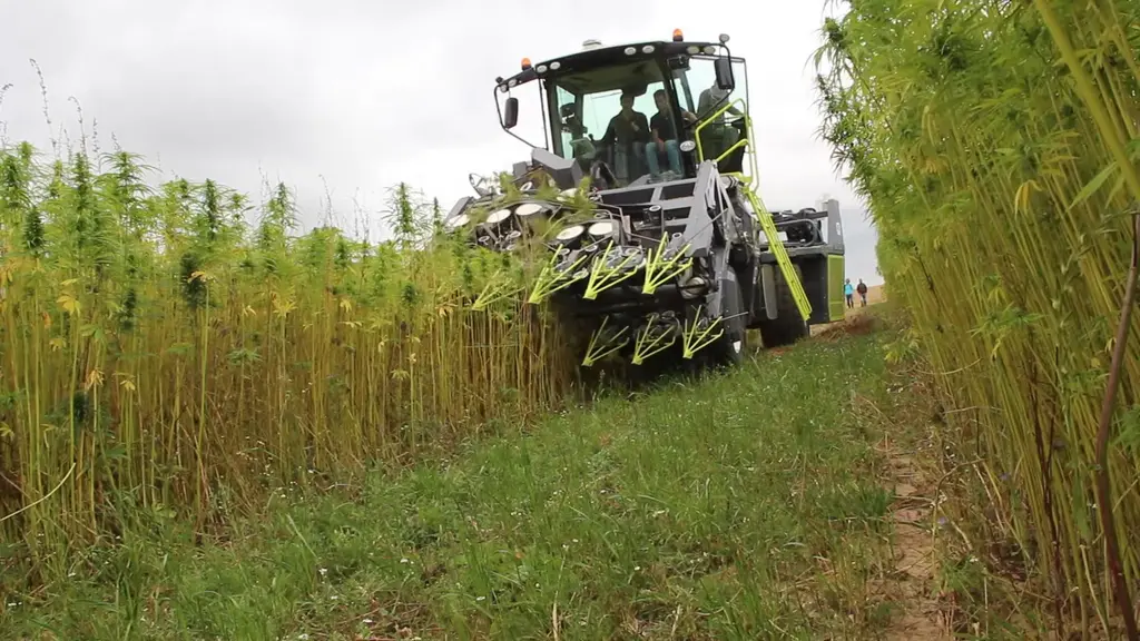 Le prototype de faucheuse automotrice Hyler Sativa 200 fauche sur deux niveaux déposés sur deux nattes distinctes.