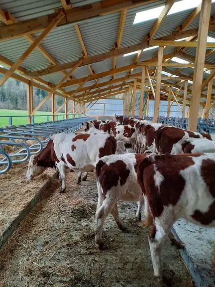 Agro-Service 2000 - aménagement stabulation à logettes - Compétences Elevage