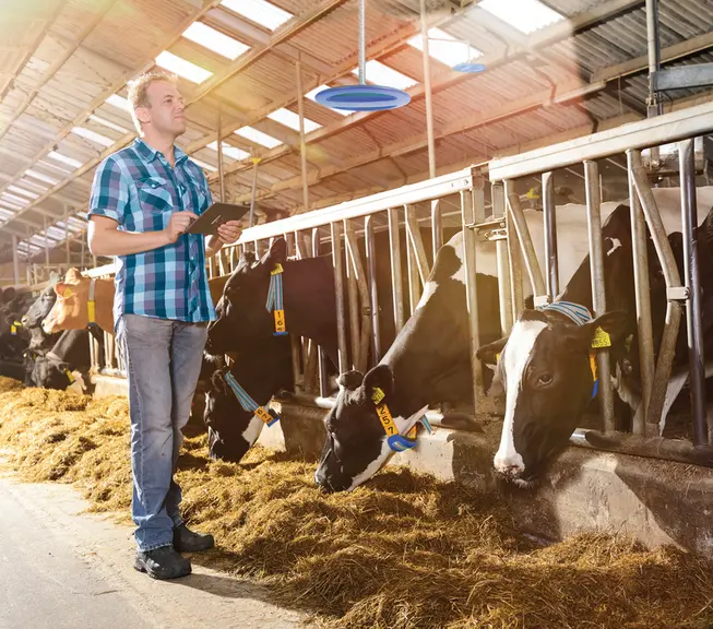 À l'aide se son smartphone ou de sa tablette, l'éleveur identifie les vaches à observer, puis il peut les géolocaliser dans la stabulation.  © Boumati