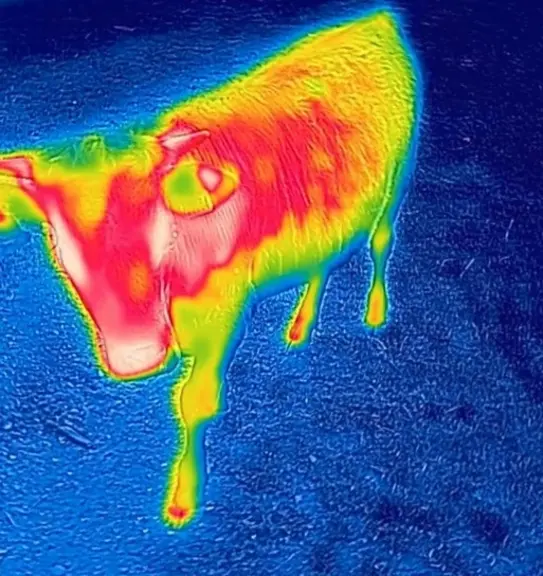Caterpillar propose des caméras thermiques qui peuvent se montrer utiles pour retrouver des animaux perdus en pleine nuit ou encore détecter une hypot