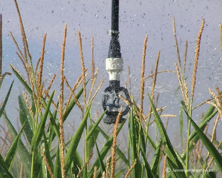 L'exploitation est irriguée à 95 % par des pivots. Connus pour leurs qualités d'irrigation, ces derniers sont dotés de pendillards terminés par des ar