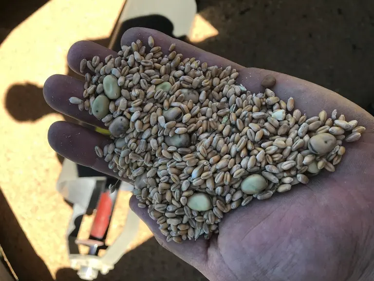 Sur ce mélange blé/féverole, la différence de taille des graines impose des compromis. © F. Caballud