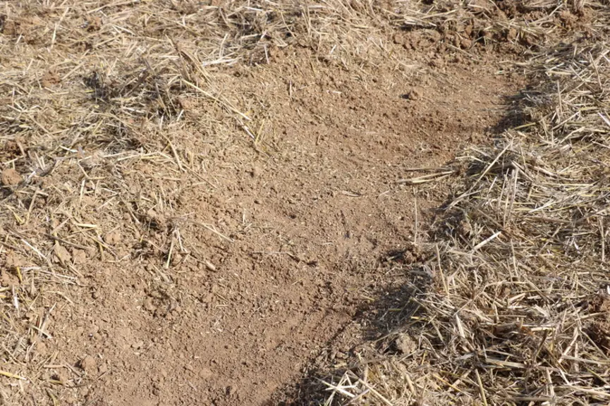 Résultat d'un scalpage effectué par le Koralin de Lemken. Le travail est très superficiel avec un profil bien plat et régulier.  © M. Portier