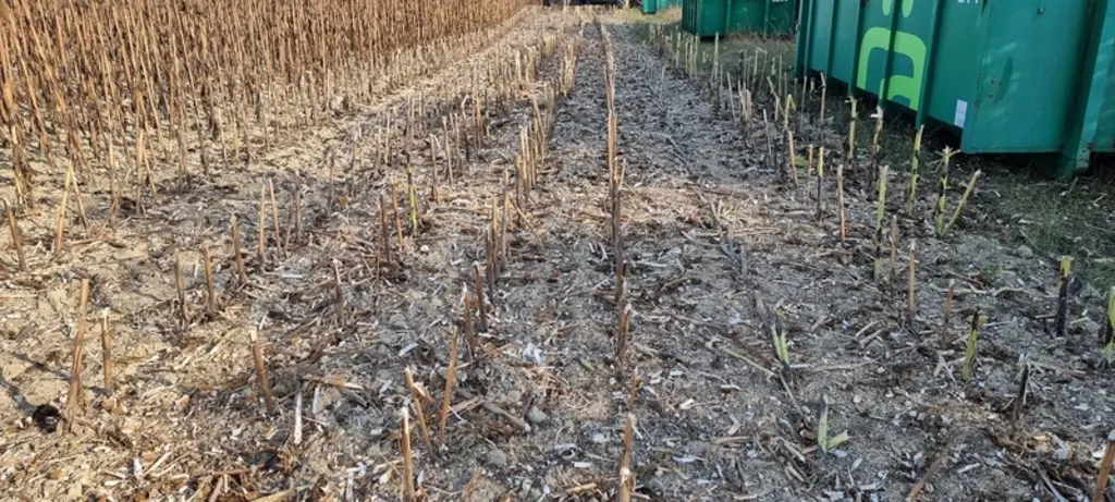 Les tiges de tournesol sont agressives et abîment les pneus et le dessous des moissonneuses-batteuses et des tracteurs. Les broyer au plus près du sol