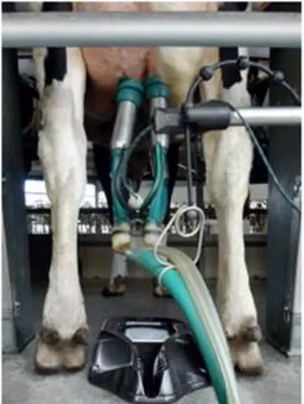 Confort de traite roto Réussir machinisme