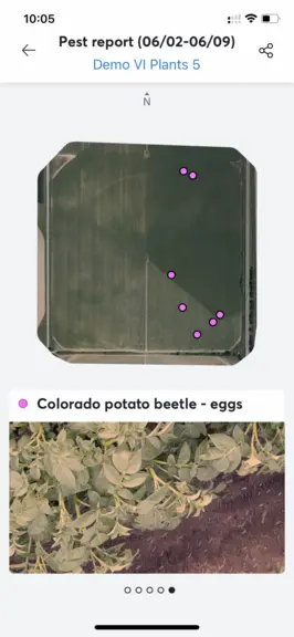 Vue sur l’application smartphone Valley 365 des zones du pivot où ont été détectés des œufs de doryphores sur la face arrière des feuilles visible par