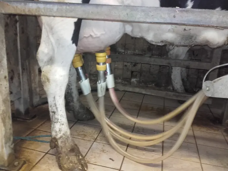Confort de traite roto Réussir machinisme