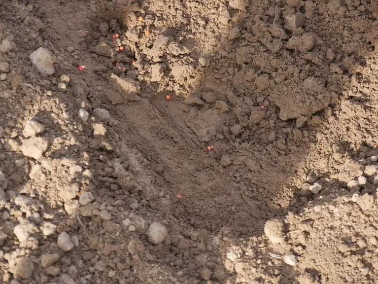 En déposant l'engrais starter par paquets, la solution de fertilisation ultralocalisée Pudama de Kverneland facilite l'assimilation du fertilisant par