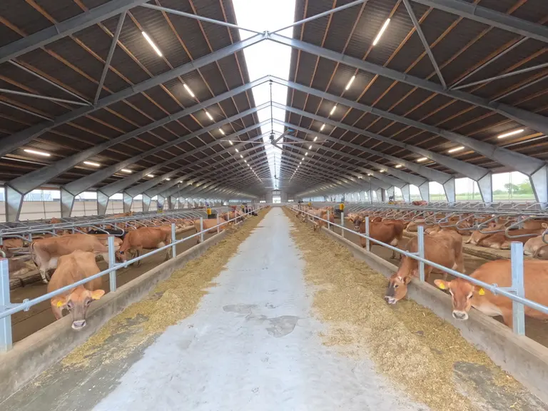 L'exploitation danoise Lønholm Agro ApS compte actuellement 830 Jersiaises et a l'objectif d'en traire 1 400 d'ici deux à trois ans.